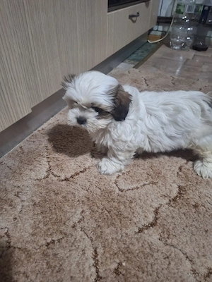 fetita rasa shih tzu.