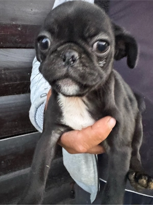 disponibila fetita mops pug - imagine 4