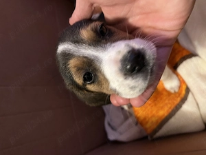 Ofer spre adopție pui Beagle Jud Mureș 