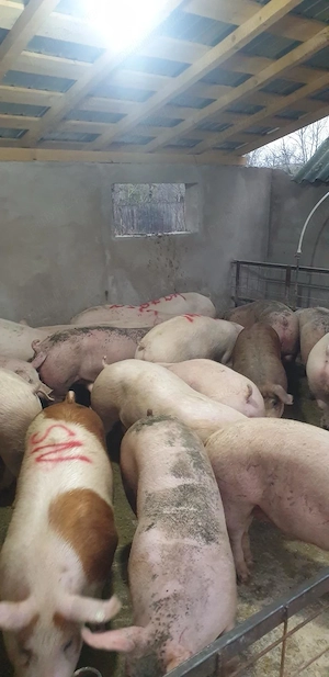 Porci de carne