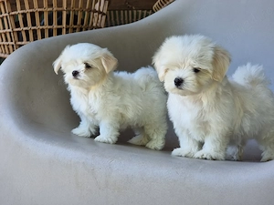 Pui Bichon Maltez - din canisa autorizata- sănătoși și îngrijiți 