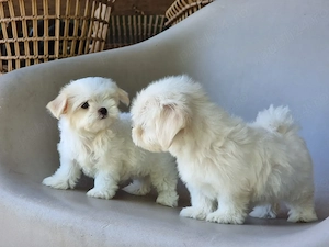 Bichon Maltez Mini din rasa pură , albi imaculat disponibili! - imagine 5