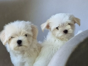 Bichon Maltez Mini din rasa pură , albi imaculat disponibili! - imagine 2