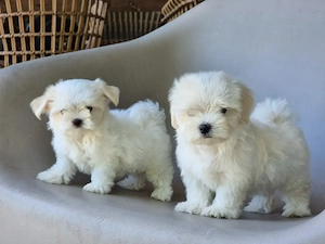 Bichon Maltez Mini din rasa pură , albi imaculat disponibili!