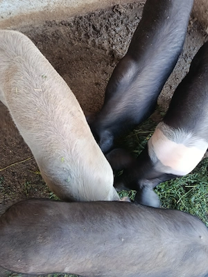 Vând șoldani rasa duroc, basna