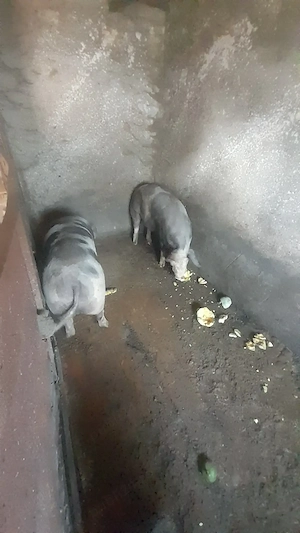 Vand 2 porci de 100-120 kg. - imagine 3