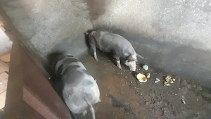 Vand 2 porci de 100-120 kg. - imagine 2