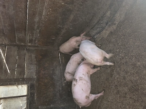 Vand porci, soldani