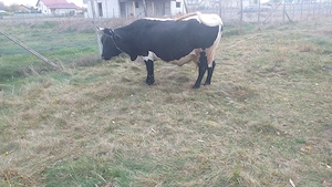 Vând vacă de 6 ani - imagine 2
