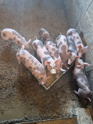 disponibil purcei de casa pietran