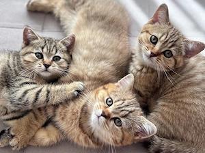 3 Pisoi British Shorthair Tabby