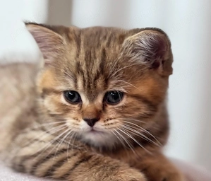 3 Pisoi British Shorthair Tabby - imagine 4