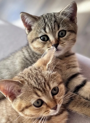 3 Pisoi British Shorthair Tabby - imagine 2