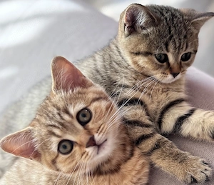 3 Pisoi British Shorthair Tabby - imagine 3