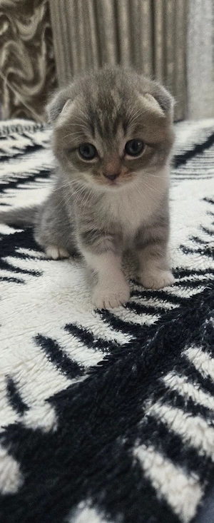 scottish fold