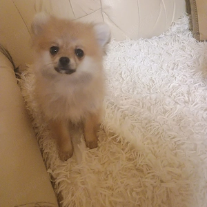 Fetita Pomeranian Toy 3 Luni