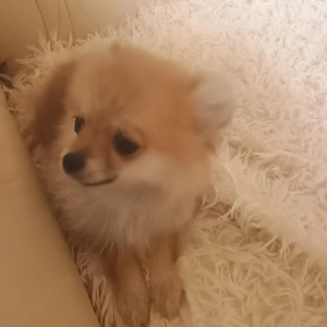Fetita Pomeranian Toy 3 Luni - imagine 5