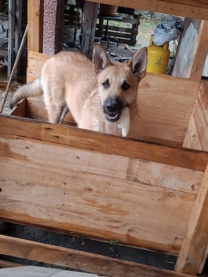  Catei metiși Husky malinois  - imagine 3