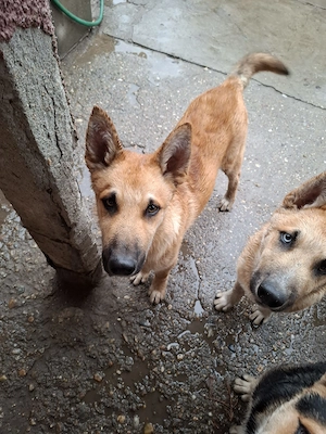  Catei metiși Husky malinois  - imagine 4