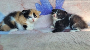 scottish fold  băieței.  - imagine 3