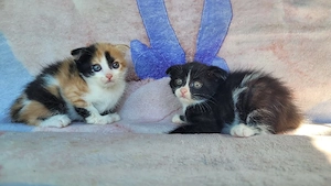 scottish fold  băieței.  - imagine 5