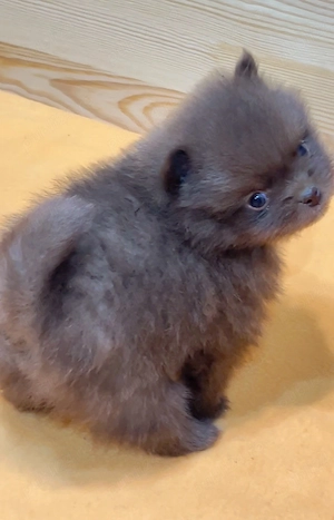 pomeranian deosebit cu pedigree - imagine 2