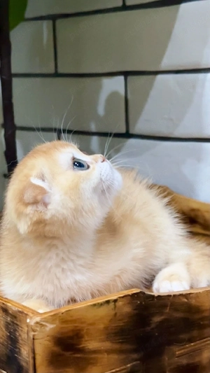 scottish fold  fetite 