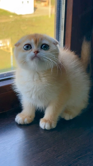 scottish fold  fetite  - imagine 3