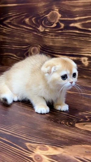 scottish fold  fetite  - imagine 4