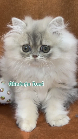 pisica persana chinchilla, cu pedigree - imagine 3