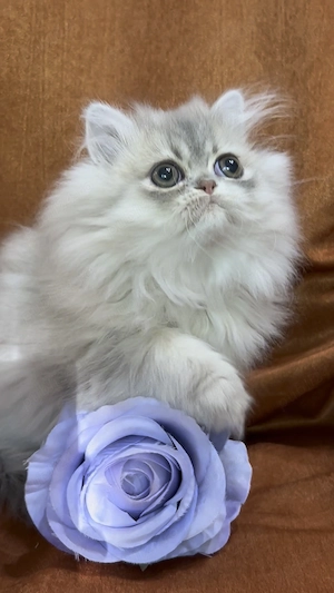pisica persana chinchilla, cu pedigree - imagine 2
