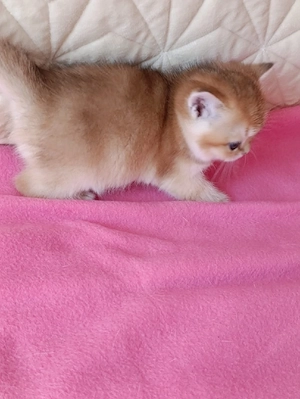 british shorthair  golden.  - imagine 5