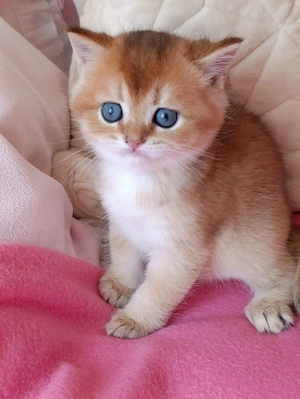 british shorthair  golden.  - imagine 2