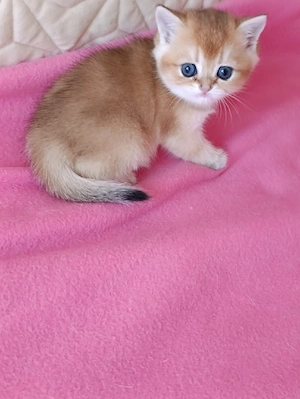 british shorthair  golden. 