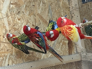 Vand Papagali Rosella