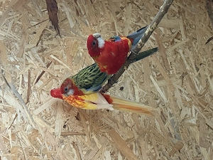 Vand Papagali Rosella - imagine 2
