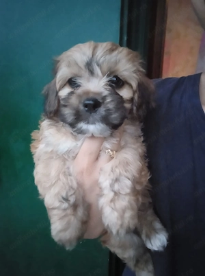 Bichon havanez fetiță 