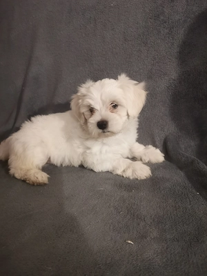 Cățeluș bichon maltez alb de vânzare  - imagine 3