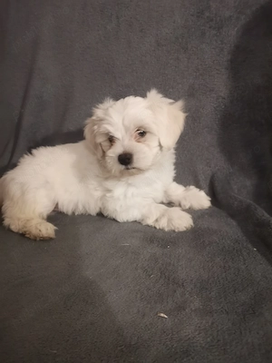Cățeluș bichon maltez alb de vânzare  - imagine 4
