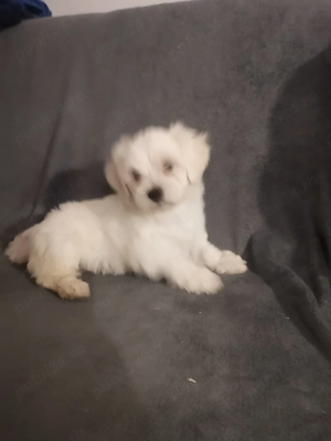 Cățeluș bichon maltez alb de vânzare  - imagine 2