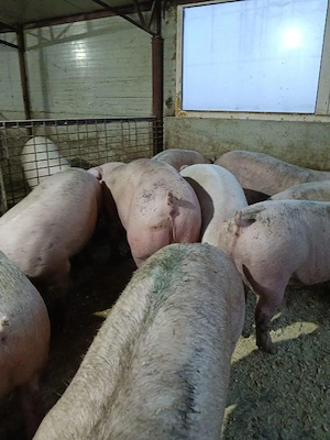 Porci si purcei de vanzare