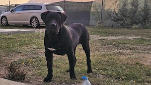 Mascul Presa canario