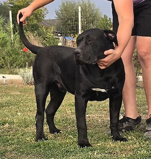 Mascul Presa canario - imagine 2