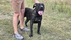 Mascul Presa Canario - imagine 2