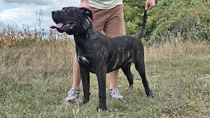Mascul Presa Canario