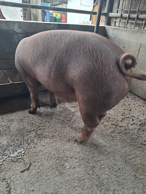 de vanzare 1 mascul 60...65 kg 4 luni jumate