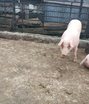 Porci grasi
