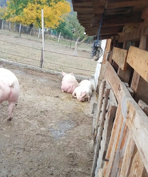 Porci grasi - imagine 4