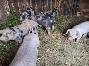 Purcei de 8 saptamani de vanzare in Arad Oras