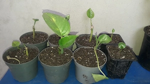 Vând flori de ghiveci Epipremnum aureum pothos